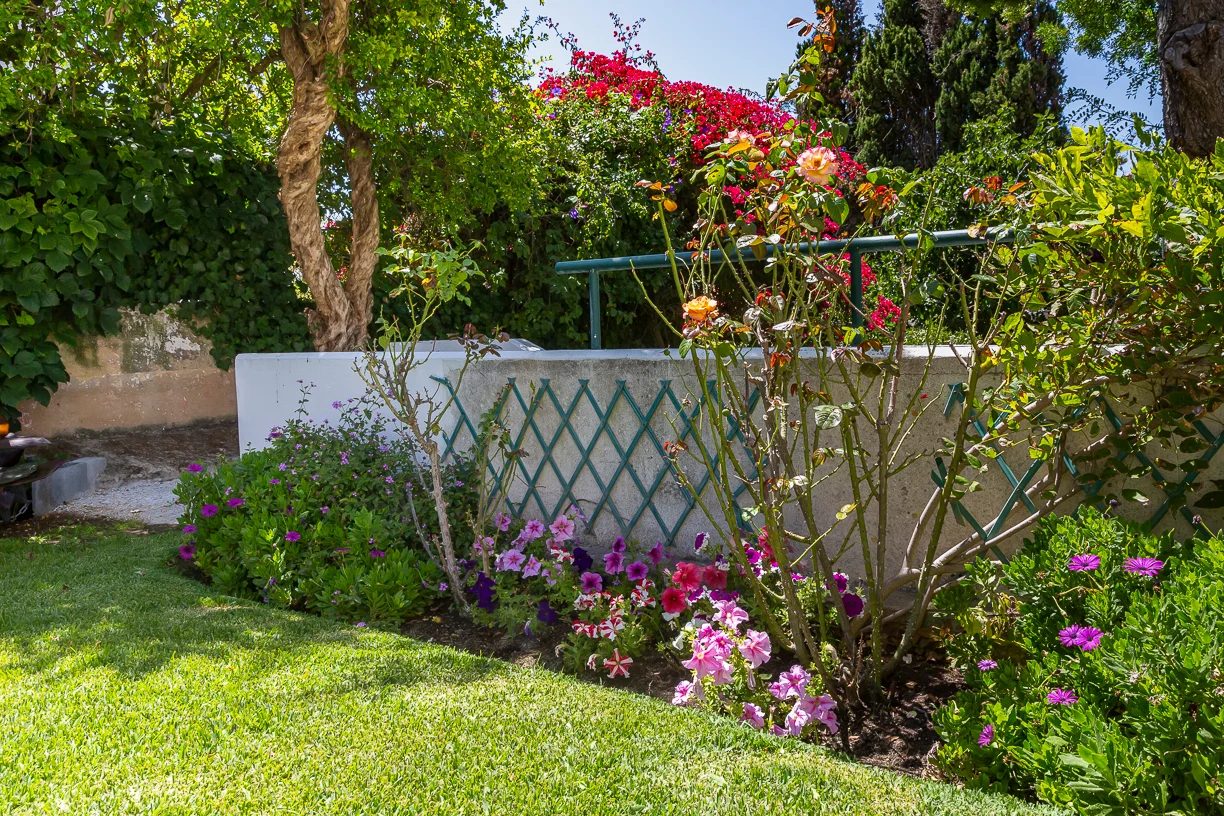 A flowering border of roses and petunias beside the lawn in the residence garden
