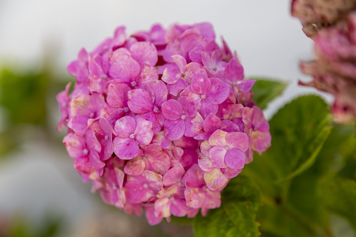 A hydrangea in bloom in the residence garden