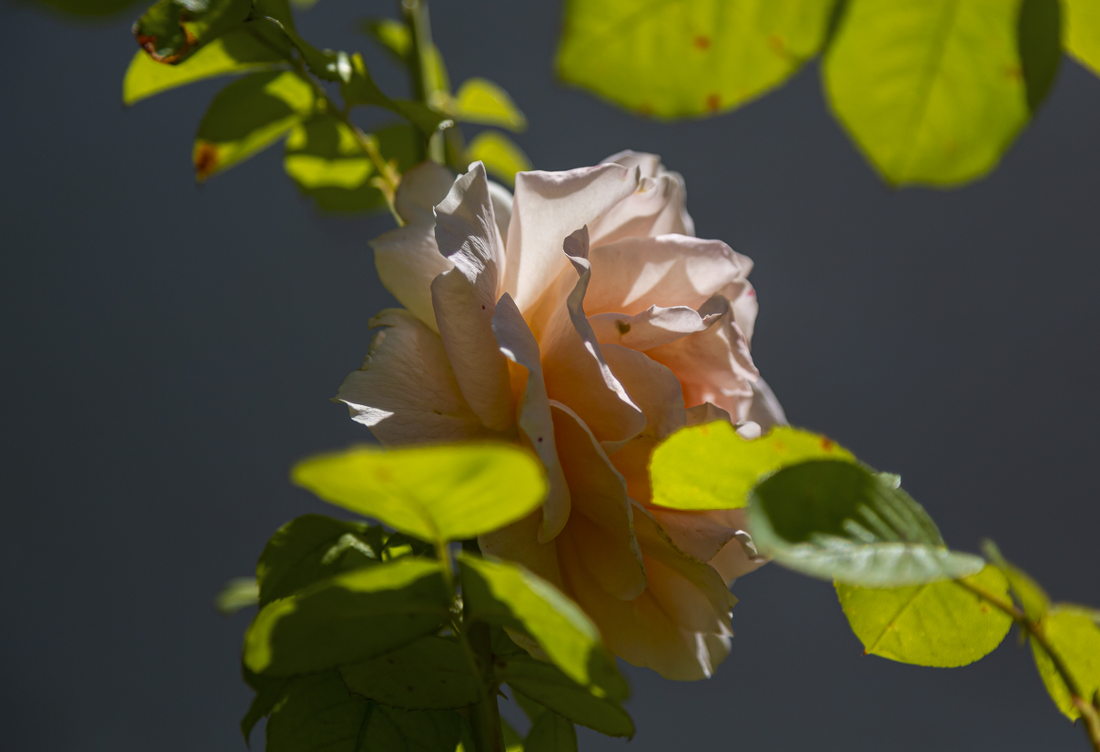 A pale rose catching the sunlight in the residence garden