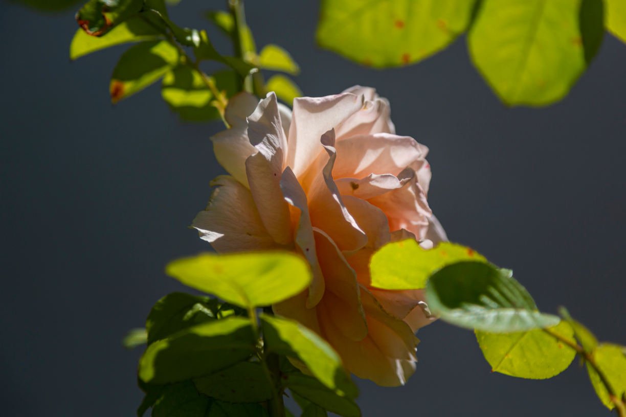 Flowering rose in the gardens